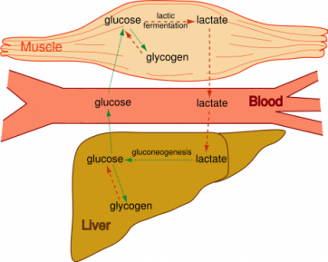 Descriptive diagram of how glucose travels from the muscle, to the blood then to the liver