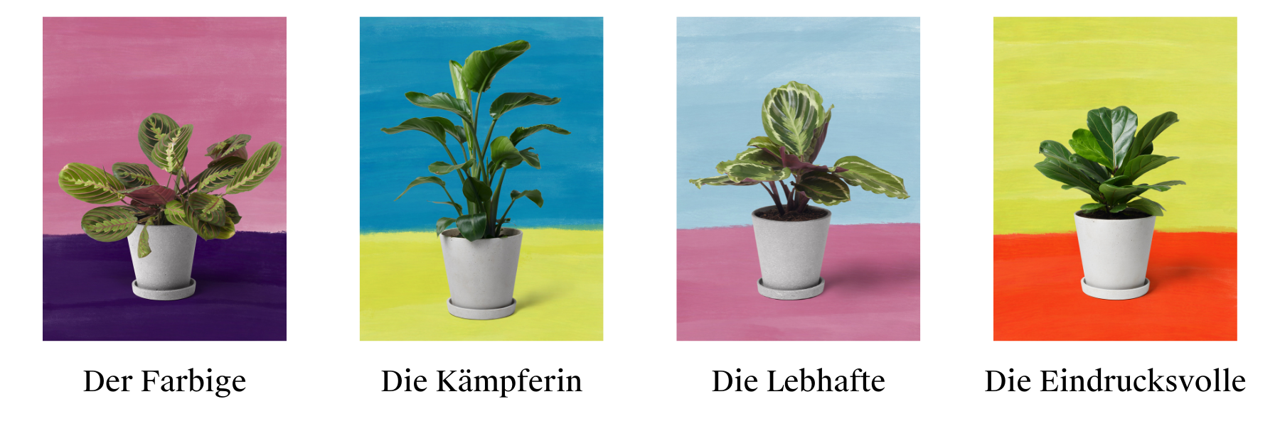 Frida Verde Badezimmer-Pflanzen