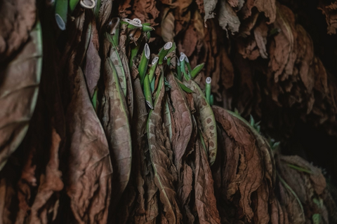 Burros (aka "bulks") are big stacks of tobacco leaves being fermented.