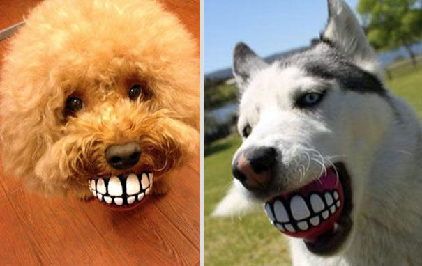 dog ball with teeth