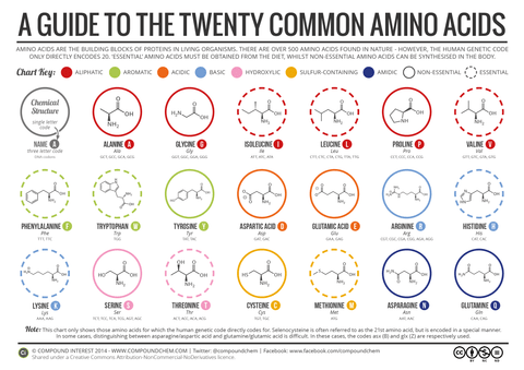 A guide to the 21 common amino acids