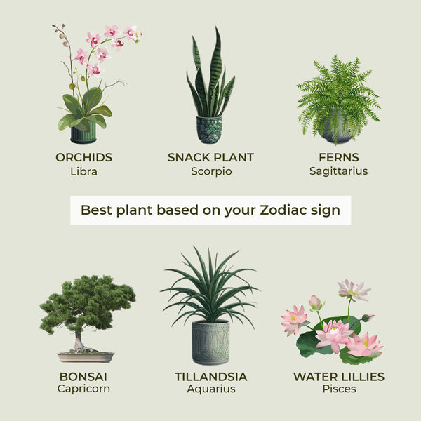 Infographic for Thamon's floral zodiac blog post displays houseplants for Libra to Pisces. It includes delicate pink orchids for Libra, a vertical snake plant for Scorpio, a feathery fern for Sagittarius, a miniature bonsai tree for Capricorn, spiky tillandsia for Aquarius, and pink water lilies for Pisces.