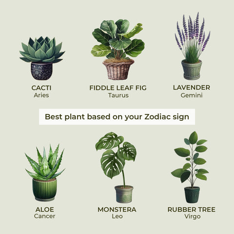 An infographic showcasing houseplants linked to Zodiac signs for Aries to Virgo on Thamon's blog about matching plants with astrological traits. It features a spiky green cactus for Aries, a lush fiddle leaf fig for Taurus, purple lavender for Gemini, spikey green aloe for Cancer, a large-leafed monstera for Leo, and a tall rubber tree for Virgo.