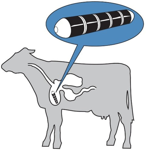 Prevention with Cow Magnets