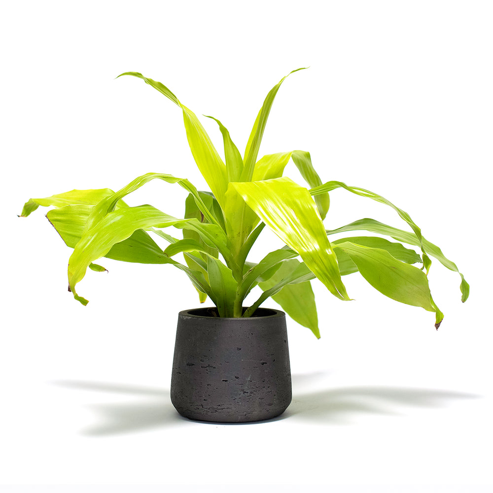 Dracaena Limelight Desk Plants
