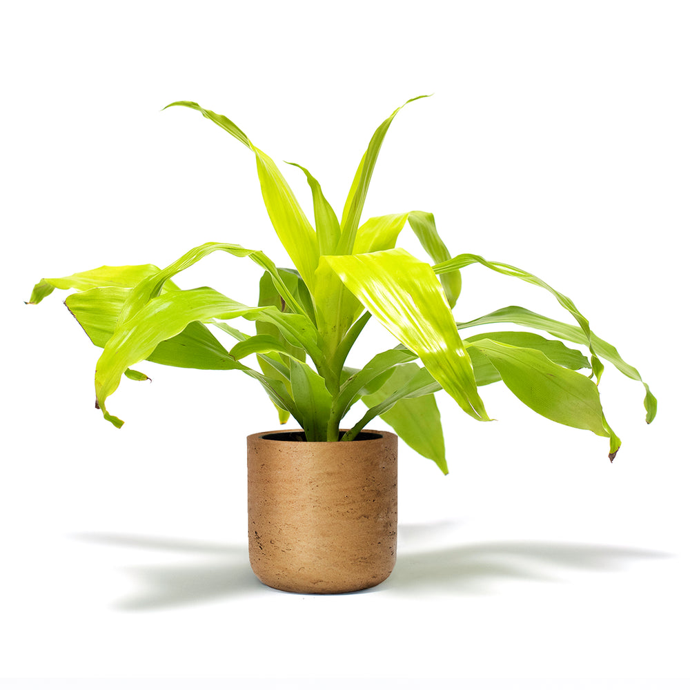 Dracaena Limelight Desk Plants