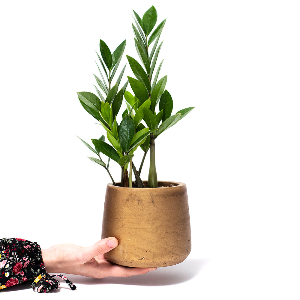 Zz Plant Desk Plants