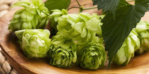 hops flowers