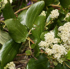 redroot Ceanothus velutinus in herbalism. Medicinal plant. harvesting process. wildcrafting.