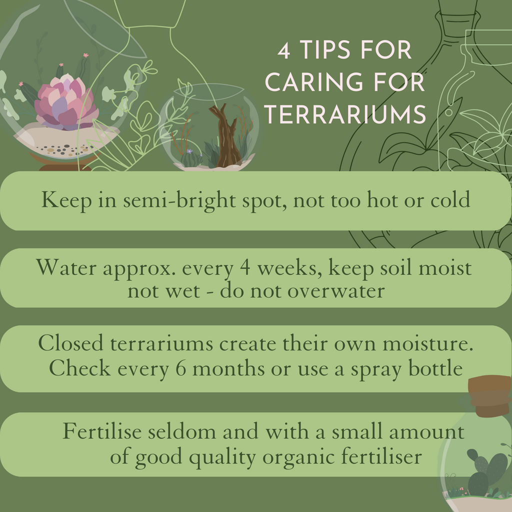 Tips for caring for terrariums