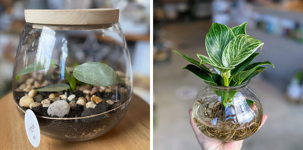 Verde Terrariums and water plants