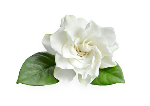 Gardenia scent perfume profile review fragranceja