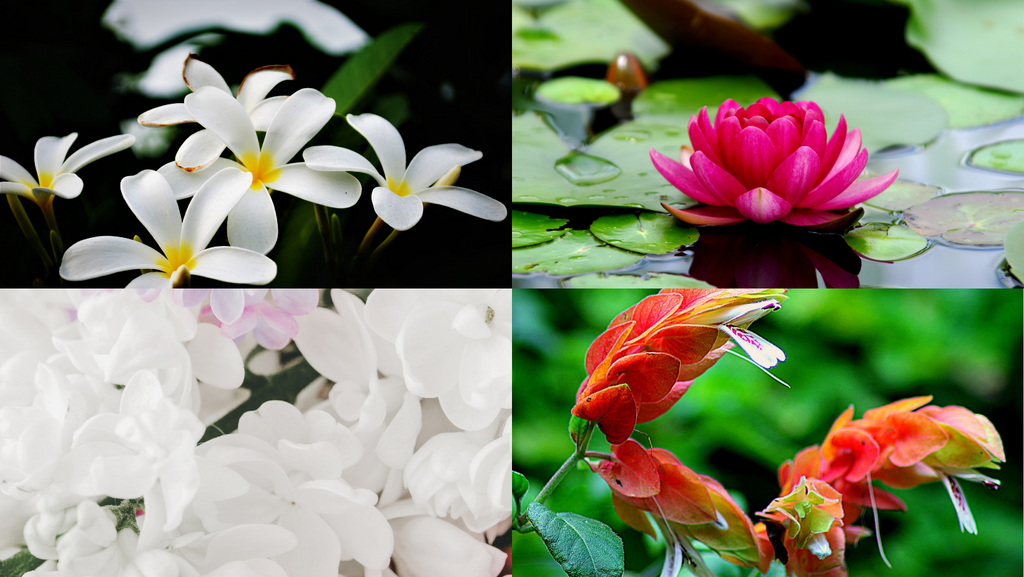 main flowers that bloom in Bali