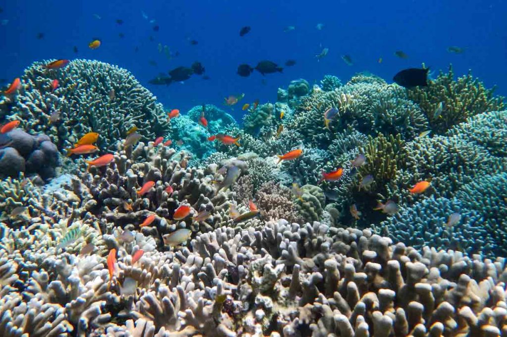 bali coral reef by baliocean