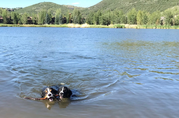 dog friendly hikes in park city utah hugo coffee roasters frog valley