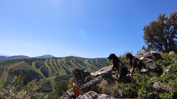 dog friendly hikes in park city utah hugo coffee roasters iron mountain