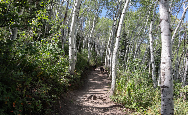 dog friendly hikes in park city utah hugo coffee roasters rob's trail