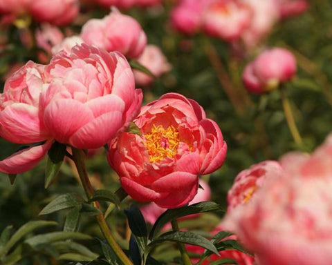 Coral Charm Peonies in bloom. Image courtesy of My Peony Society.