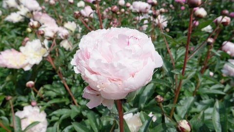 Reine Hortense is a radiant pink peony with a clove-like fragrance. Image courtesy of My Peony Society.