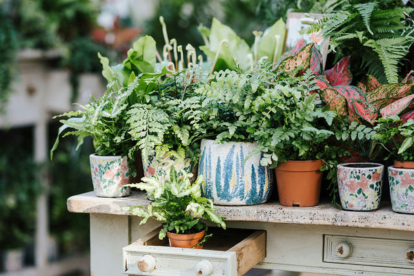 A display of Houseplants - image by Annie Spratt on Unsplash