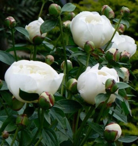 Duchesse de Nemours is a great example of a double-flowered peony. Image courtesy of My Peony Society