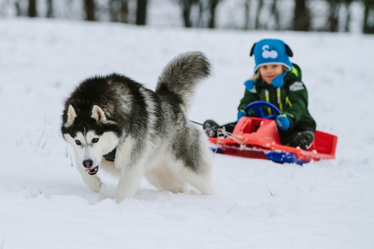 Husky pulling a little boy in red sled - team players