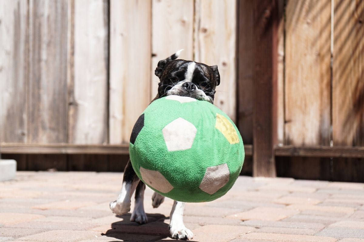 Black and white boston terrier carrying a huge green plush soccer ball - masters of chill