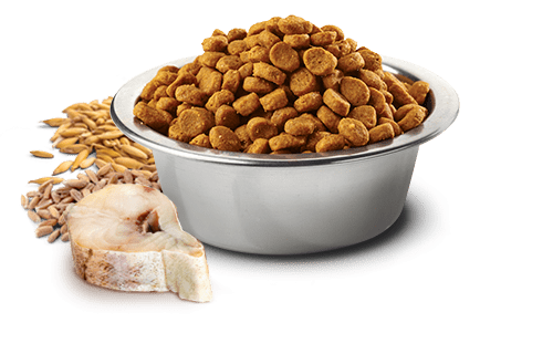 natural and delicious cat food review