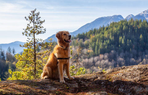Hiking with your dogs