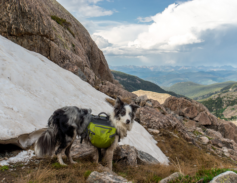 10 outdoor dog friendly trails in Colorado Springs