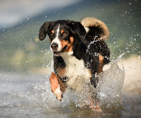 The Journey of a Rescue Dog: From Abandoned to Adored