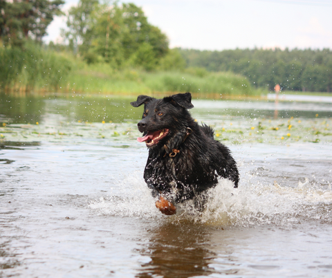 The Journey of a Rescue Dog: From Abandoned to Adored