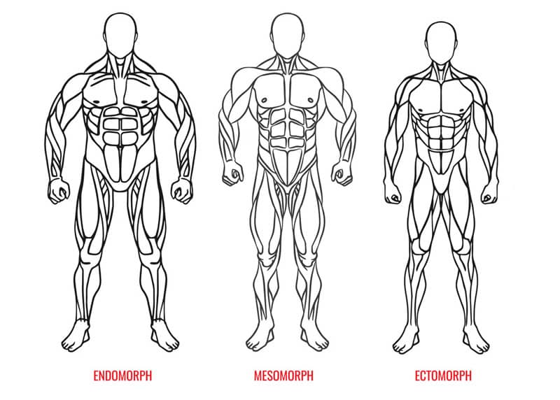 Body Types Ectomorph Mesomorph Endomorph