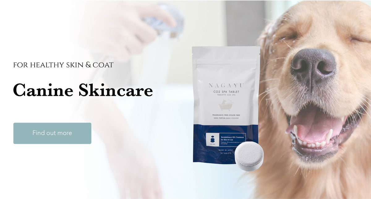 canine skincare, dog skin problem, hot spot, itchiness, hair loss,