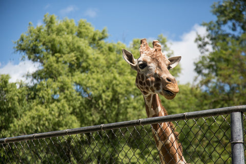 Zoo von San Diego