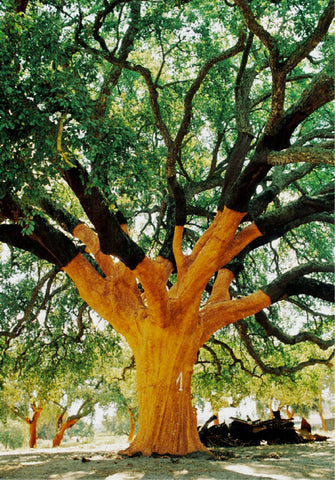 cork tree