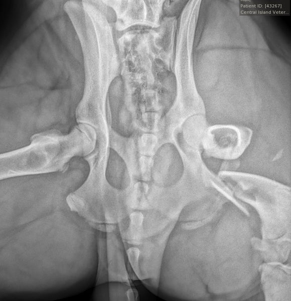 Pre op IMPeek comminuted femoral fracture dog