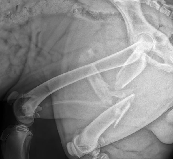 Pre op IMPeek comminuted femoral fracture dog