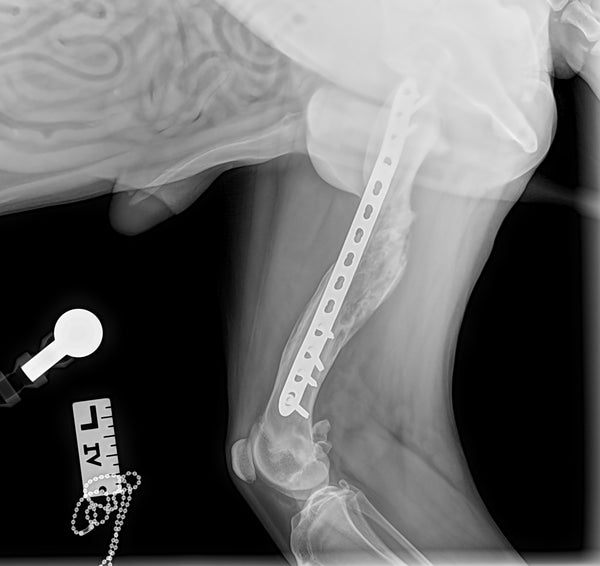 Healed peek rod and plate dog femur fracture