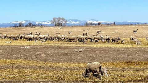Colorado Baby Lambs in Spring