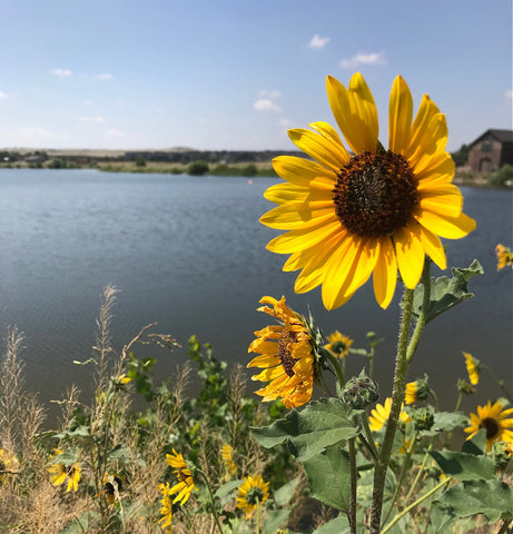 Colorado Sunflower