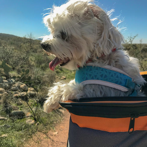 Sheldon hiking Catalina State Park AZ
