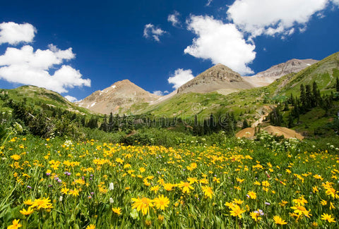 Yankee Boy Basin and Colorado Wildflowers