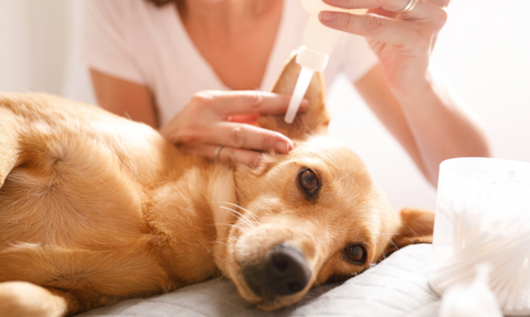 A woman is using a clear plastic bottle filled with water to wash out the ear of a golden-coloured dog.