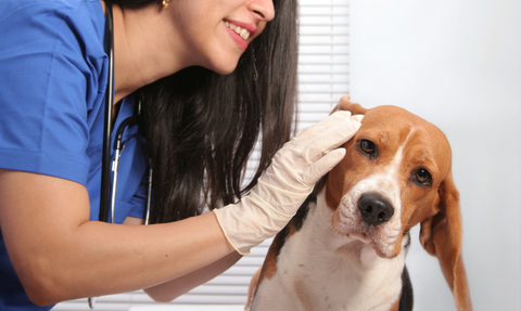 A female vet in blue scrubs, wearing latex gloves on her hands, is looking at the ear of a beagle.