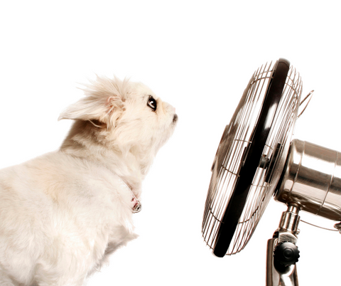 A small white dog is seen from the side, facing a silver fan blowing on them. The background is white.