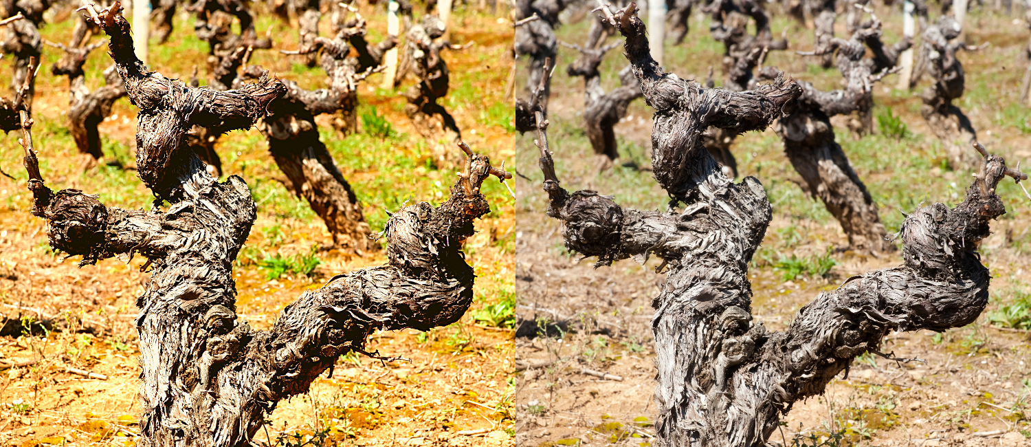 Old Vine in France