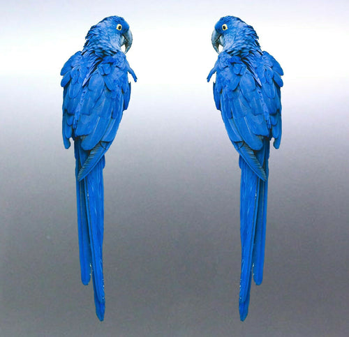 Mirrored pair blue parrot Macaw Stickers Vinyl cut stickers – Stickdat