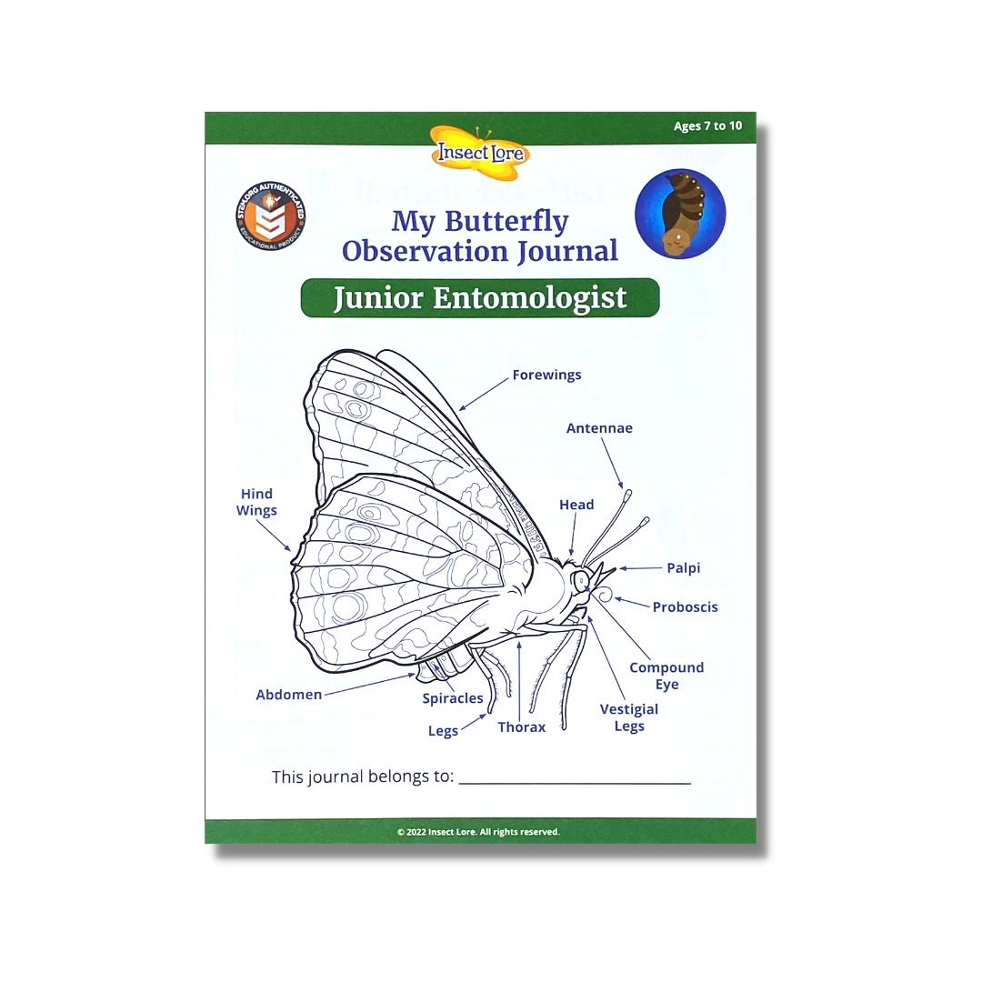 caterpillar to butterfly drawing