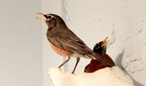 American Robin couple rehabilitated by the Wild Bird Fund